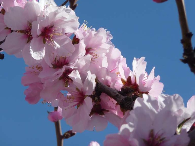 Mandelzweig in Blüte